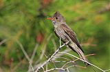 Greater Pewee